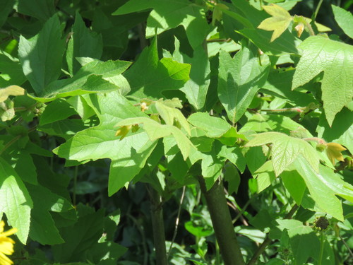 iNaturalist observation photo of western sycamore