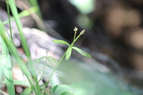 Ranunculus uncinatus, photograph 3
