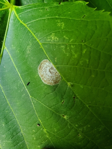 Basswood Round-blotch Miner Moth photo 3