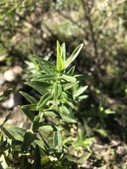 Campovassouria cruciata
