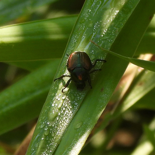 Japanese Beetle