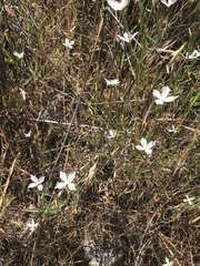 Clarkia epilobioides
