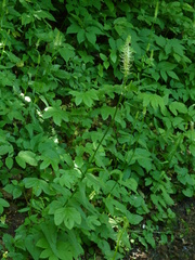 Phyteuma spicatum spicatum