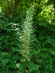 Phyteuma spicatum spicatum