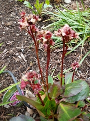 Bergenia