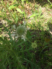 Marshallia caespitosa