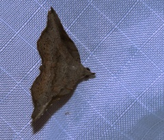 Throana pectinifer