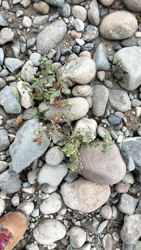 Solanum pimpinellifolium, photograph 1