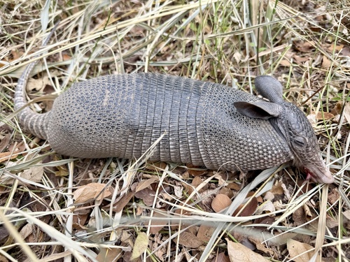 West Andean Long-nosed Armadillo