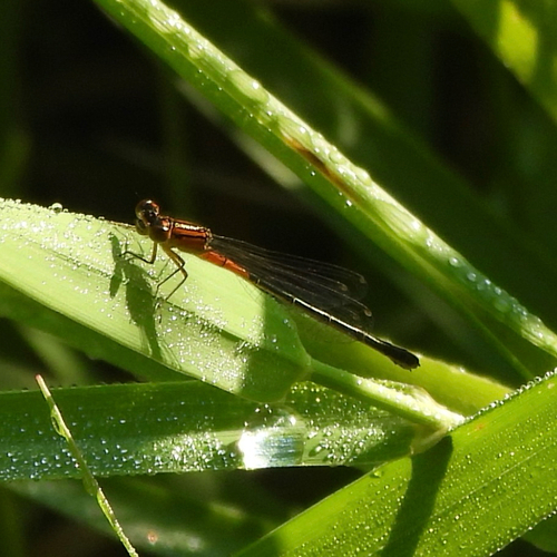 Eastern Forktail
