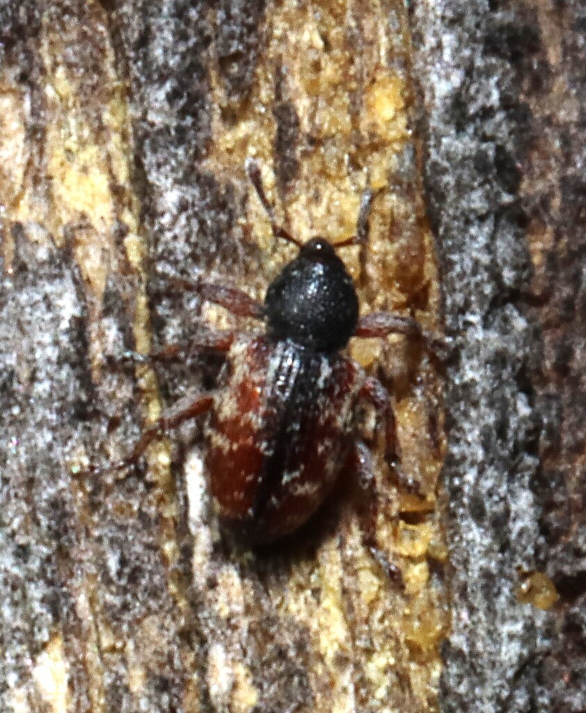 Dodder Gall Weevil