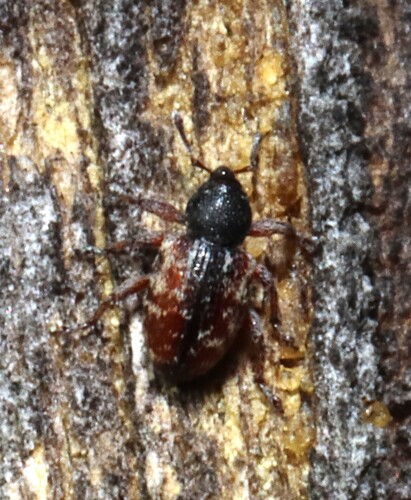 Dodder Gall Weevil