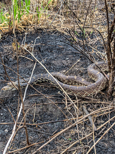 Gopher Snake photographed in Nebraska