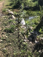 Campovassouria cruciata