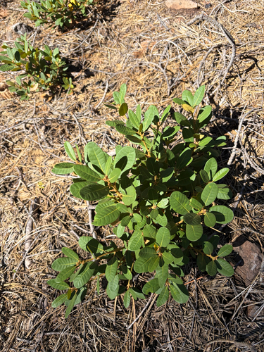 iNaturalist observation photo of bush chinquapin