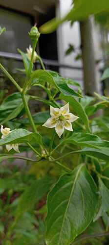 Capsicum frutescens observed 2026-08-02