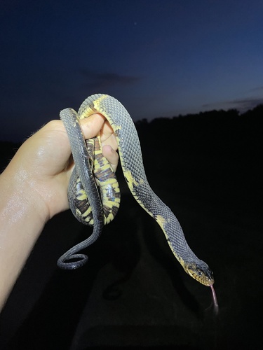 Banded Watersnake