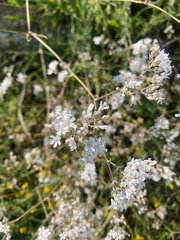 (c) Илья Руденко, some rights reserved (CC BY) Gypsophila acutifolia, photograph (c) Илья Руденко, some rights reserved (CC BY)