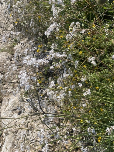 Gypsophila acutifolia, photograph 5