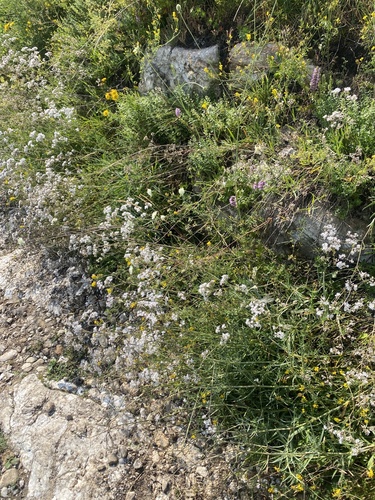 Gypsophila acutifolia, photograph 6