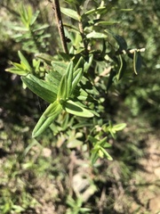 Campovassouria cruciata