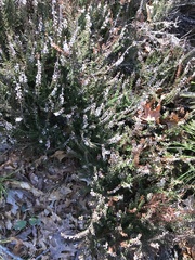 Ericeae