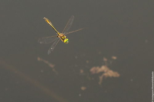 Cordulia aenea