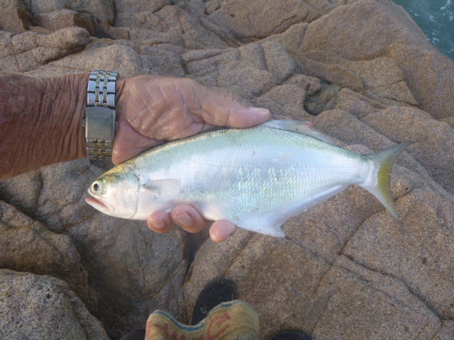 Long-Fin Beachsalmon