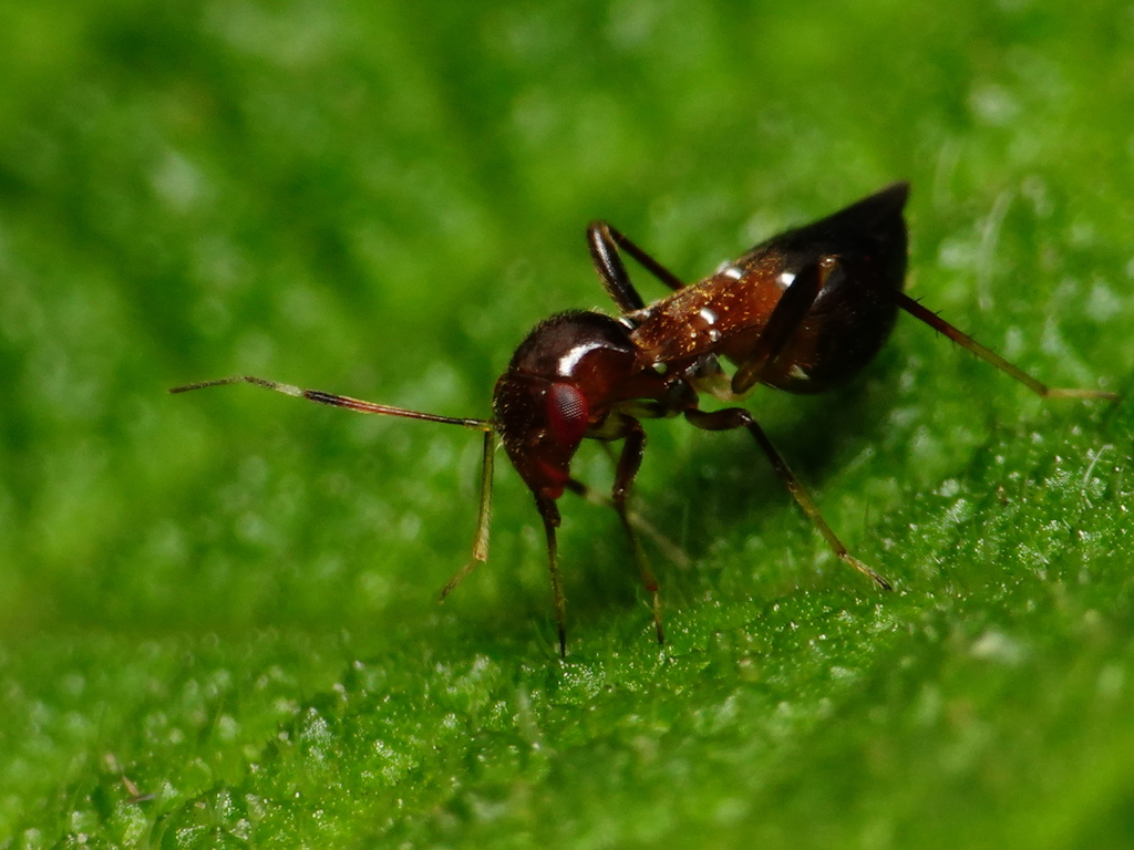 Pilophorus formosanus