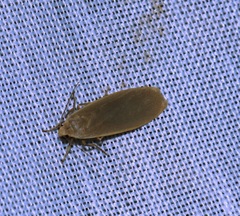 Danielithosia immaculata