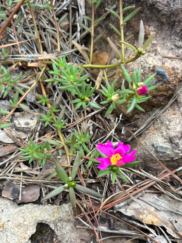 Cuban purslane (Portulaca biloba)