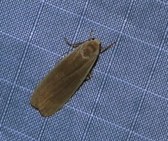 Danielithosia immaculata