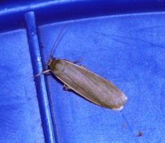 Danielithosia immaculata