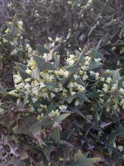 Colletia paradoxa