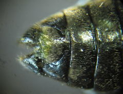 Arge ciliaris