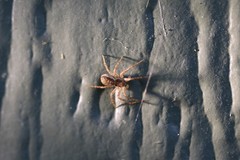 Philodromus dispar