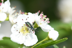 Malachius bipustulatus