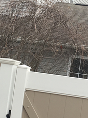 Cardinalis cardinalis