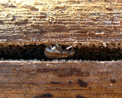 Philopedon plagiatum