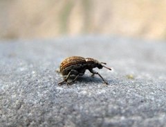 Philopedon plagiatum