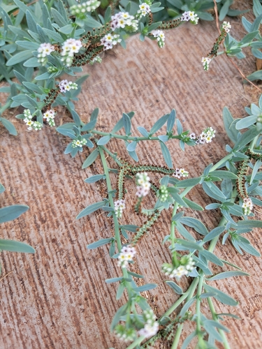 Heliotropium curassavicum observed 2026-08-02