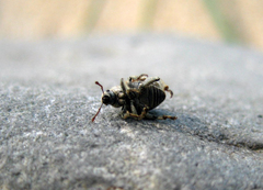 Philopedon plagiatum