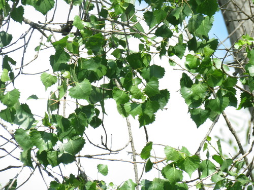 iNaturalist observation photo of Frémont Cottonwood