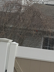 Cardinalis cardinalis