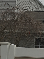 Cardinalis cardinalis