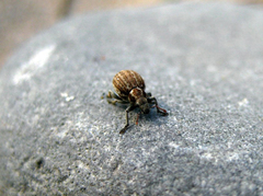 Philopedon plagiatum