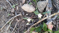 Claytonia