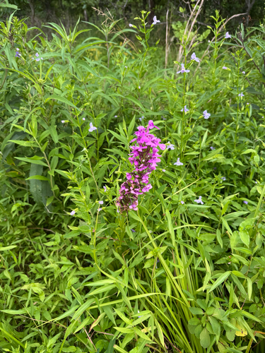 Platanthera peramoena, photograph 4