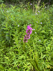 Platanthera peramoena, photograph (c) Jeff Clark, some rights reserved (CC BY)