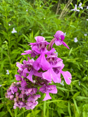 Platanthera peramoena, photograph (c) Jeff Clark, some rights reserved (CC BY)
